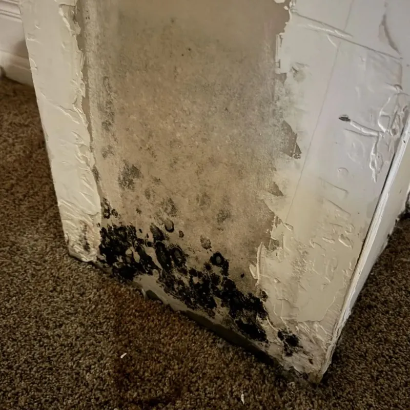 Professional Mold Removal in Chittenden, VT
